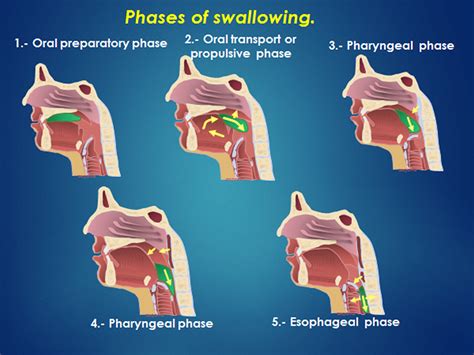 diagrams of the stages of swallow 